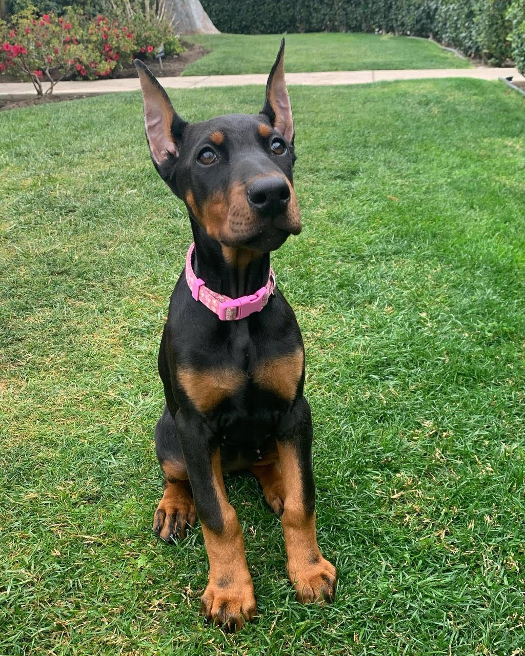 Freya female Dobermann